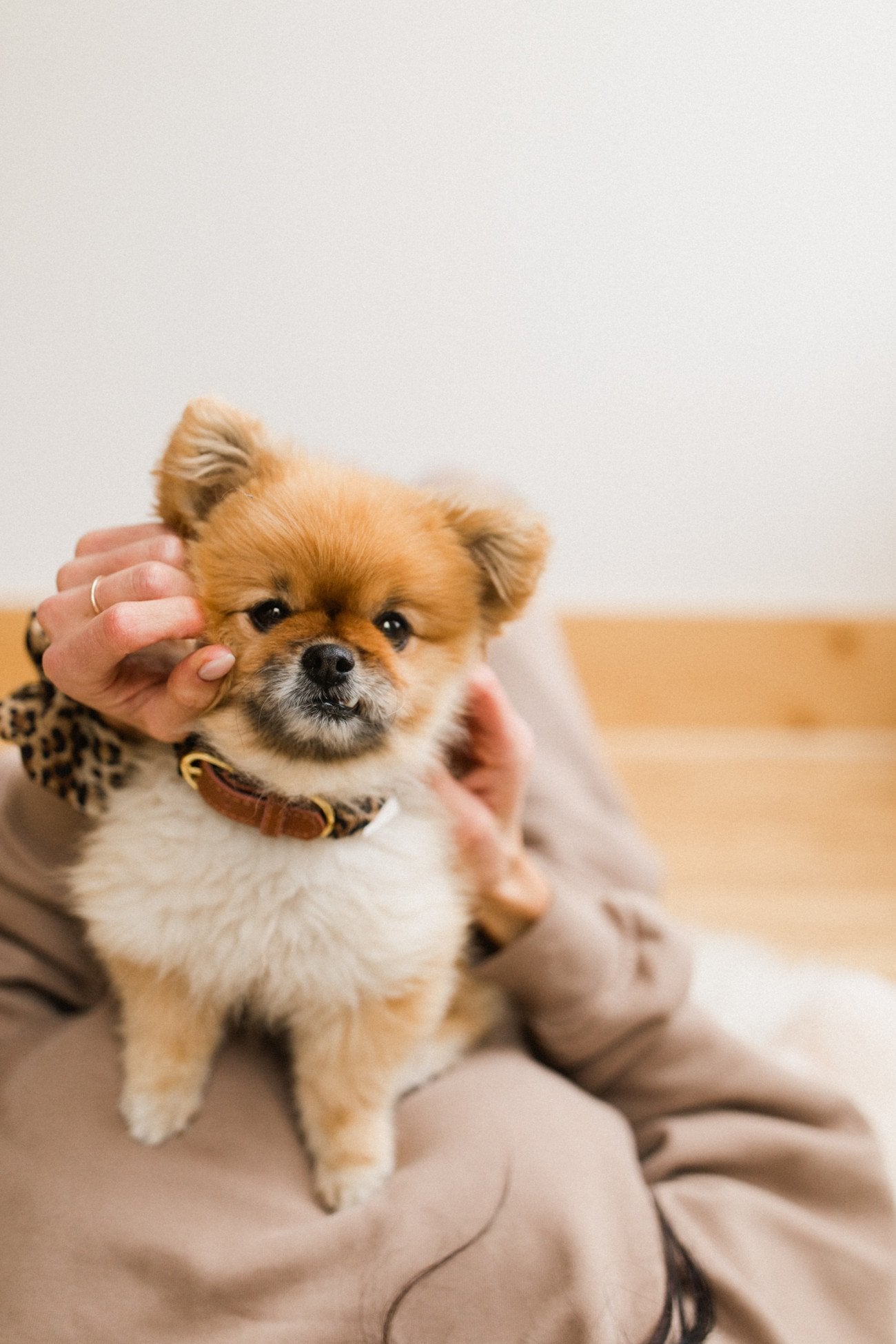 Leopard Pupchie