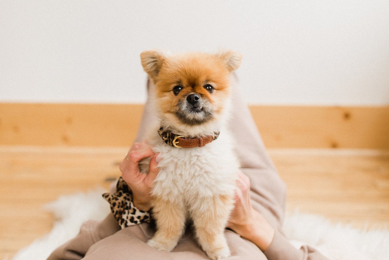 eco-friendly scrunchie dog collar