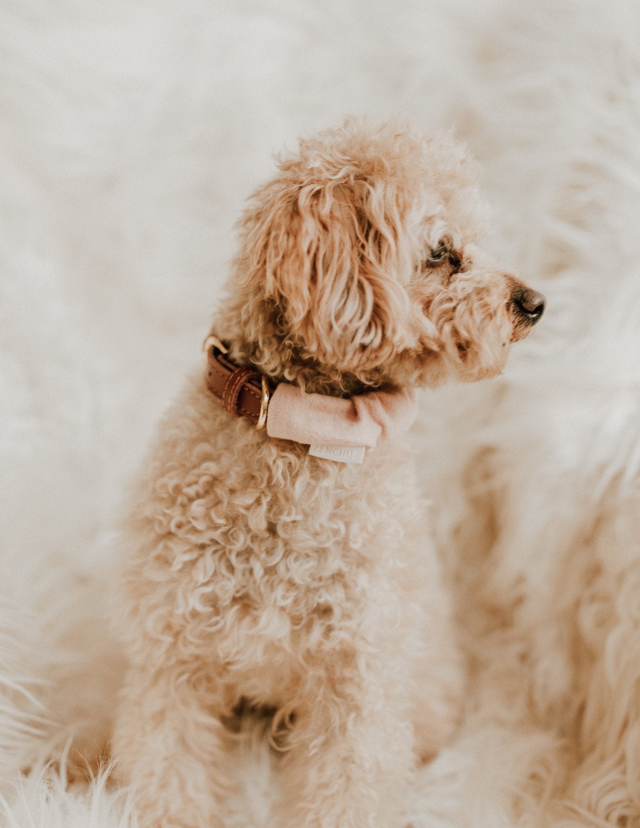 Blush Pupchie Covering (Collar Not Included)