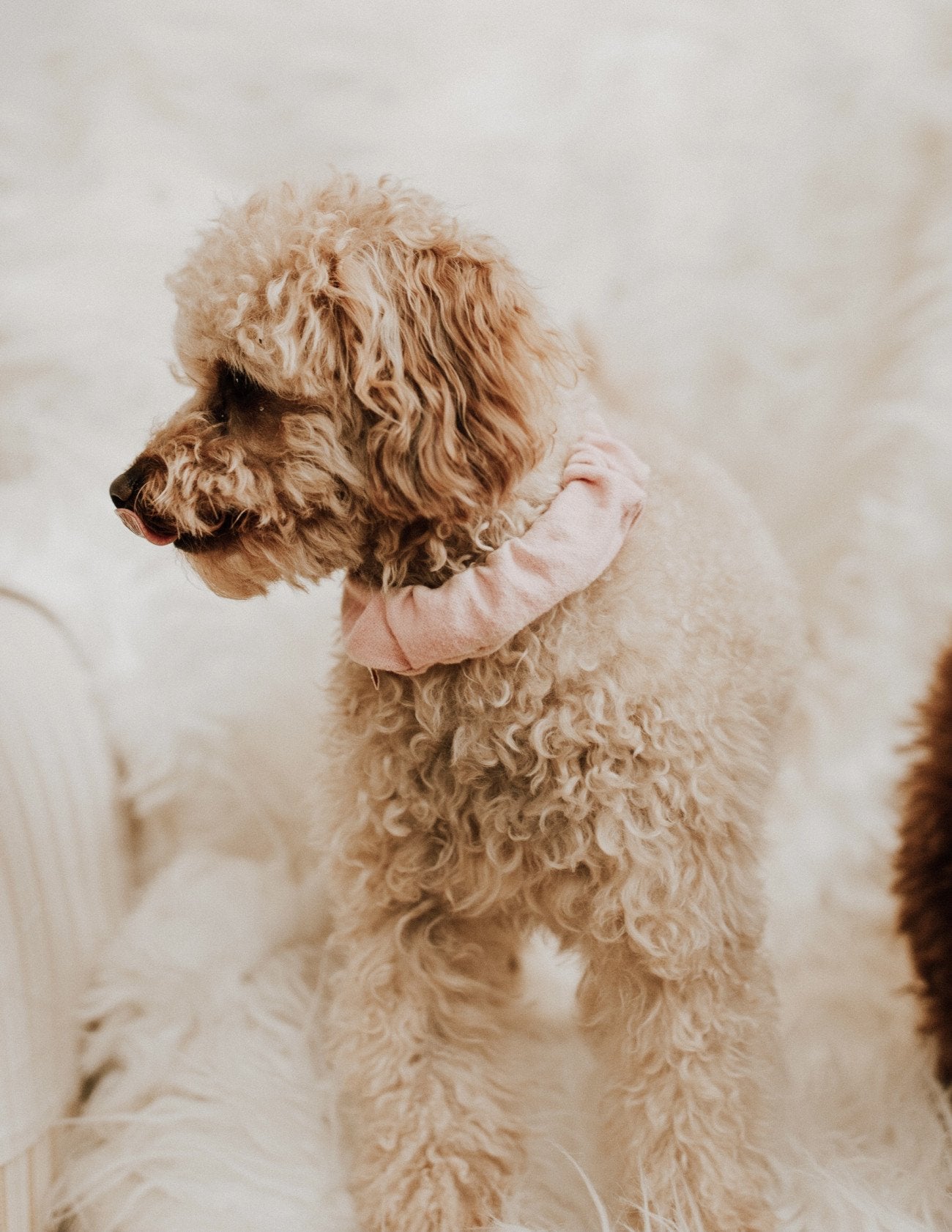 Blush Pupchie Covering (Collar Not Included)