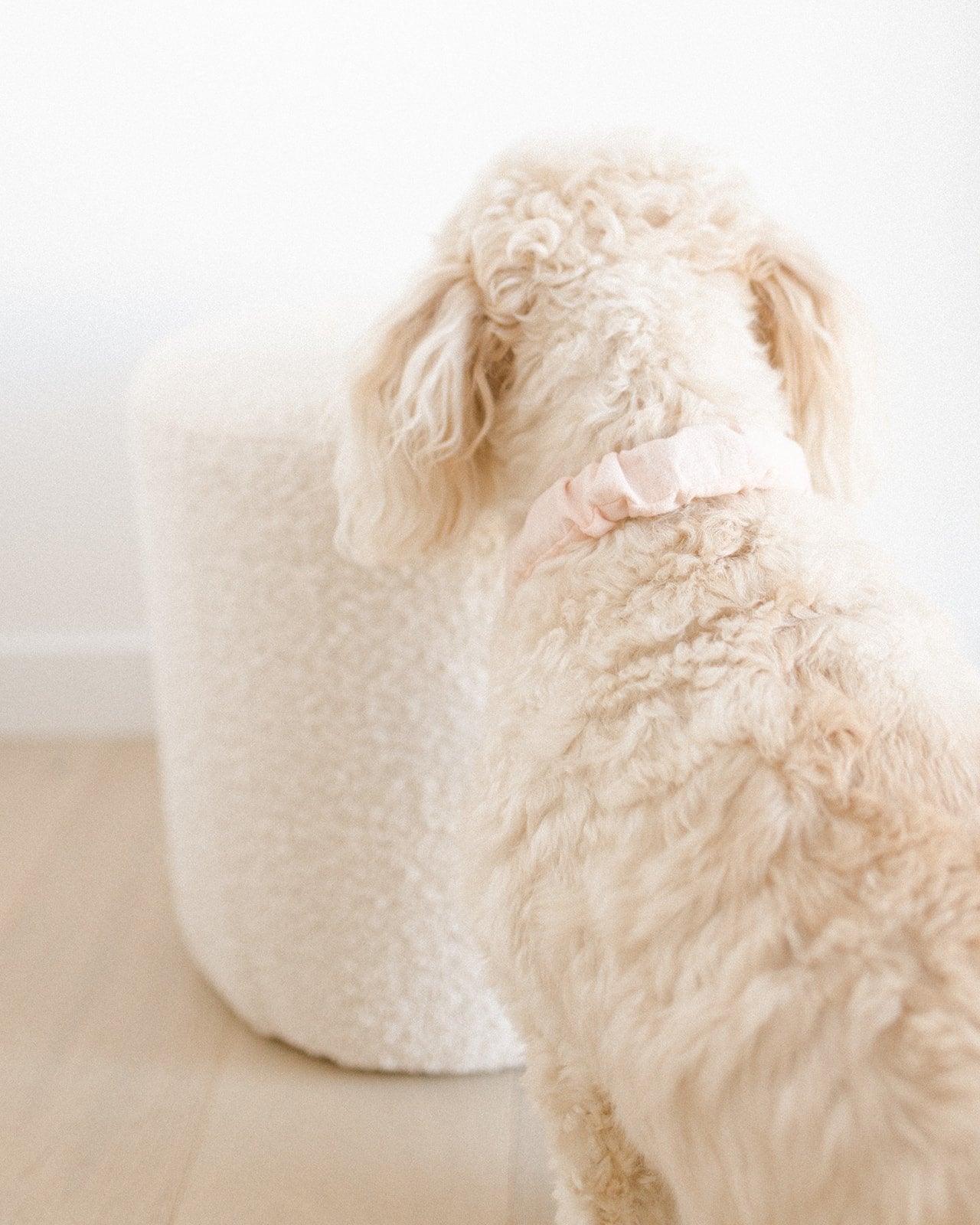Barely Blush Pupchie Covering (Collar Not Included)