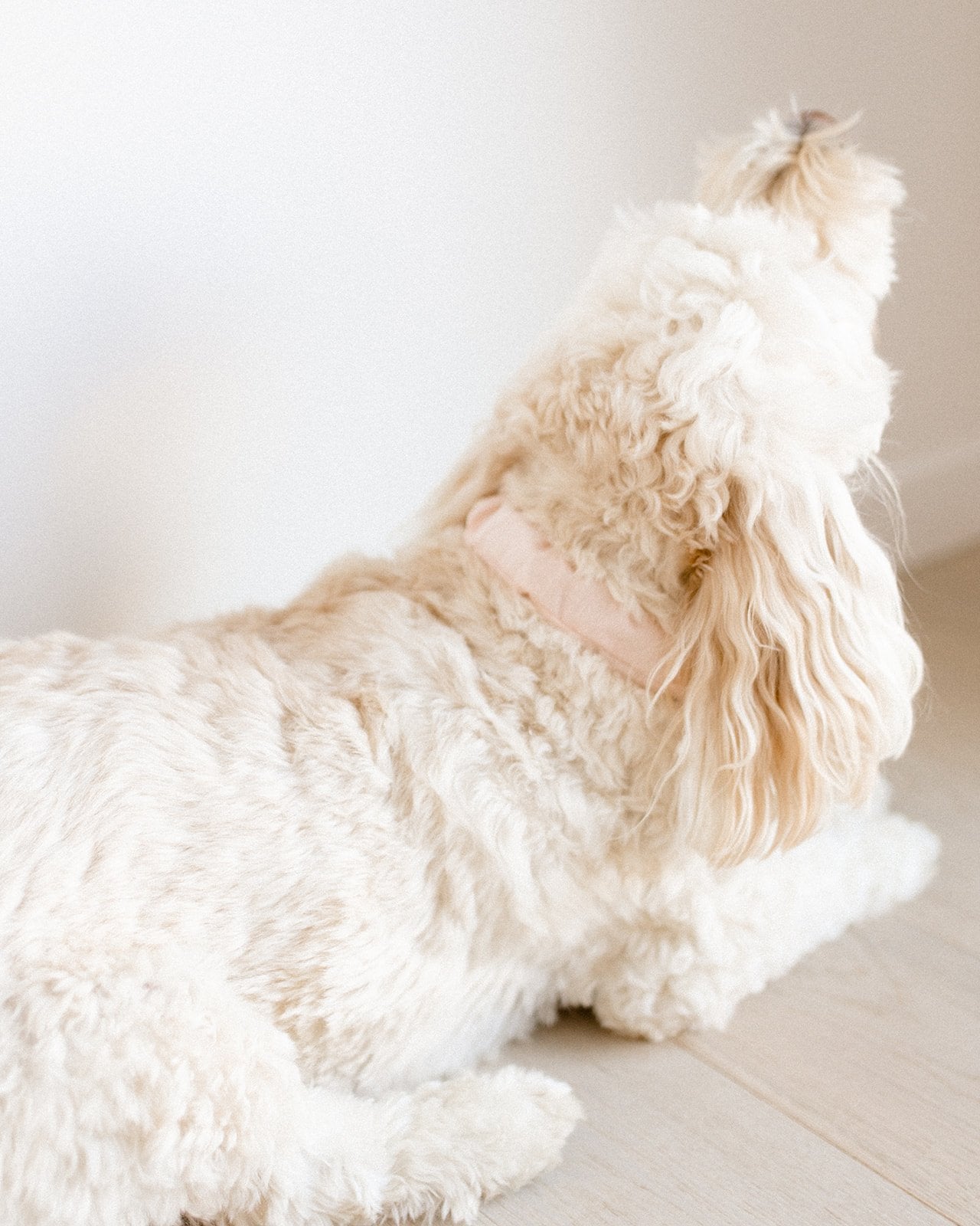 Barely Blush Pupchie Covering (Collar Not Included)